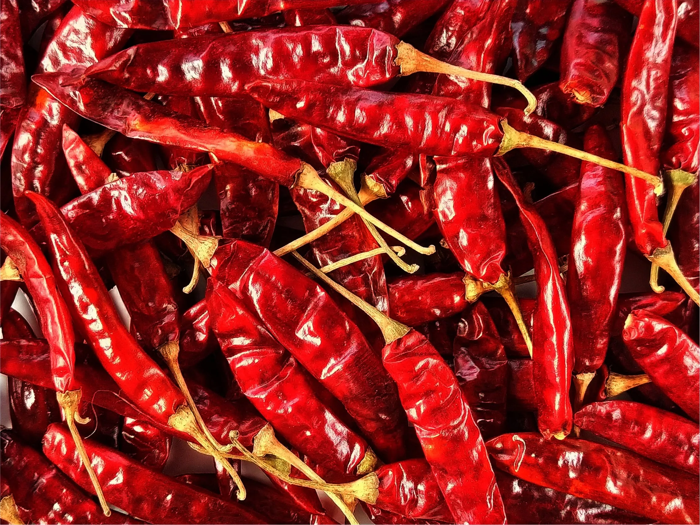Dried red chillies with their stems
